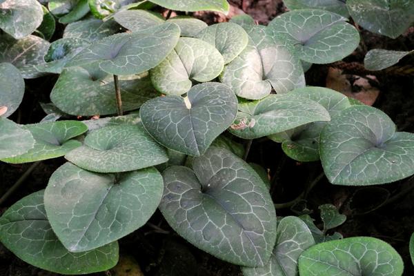 2018種細(xì)辛賺錢嗎？細(xì)辛種植的利潤與投資成本及前景預(yù)測