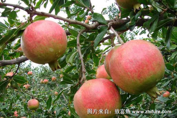 無籽石榴苗幾年掛果