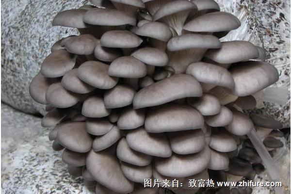 2018種平菇賺錢嗎?平菇種植的利潤與投資成本及前景預(yù)測