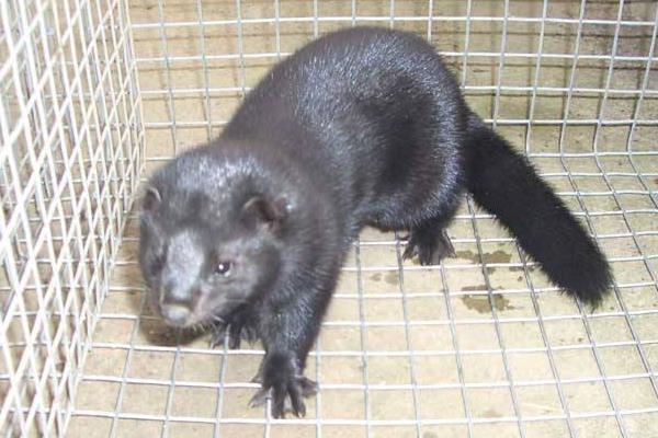 水貂養(yǎng)殖大棚