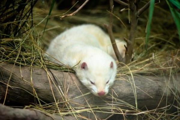 水貂養(yǎng)殖大棚