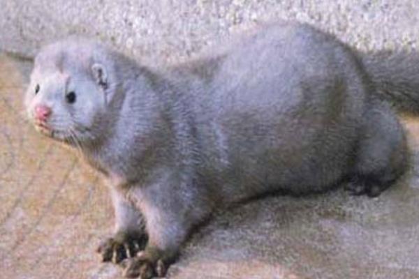 水貂養(yǎng)殖大棚