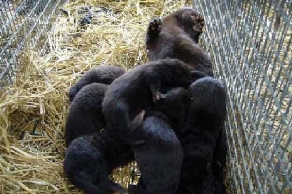 水貂養(yǎng)殖大棚