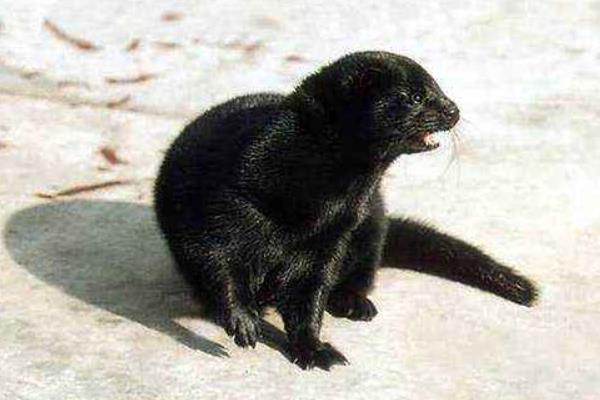 水貂養(yǎng)殖大棚