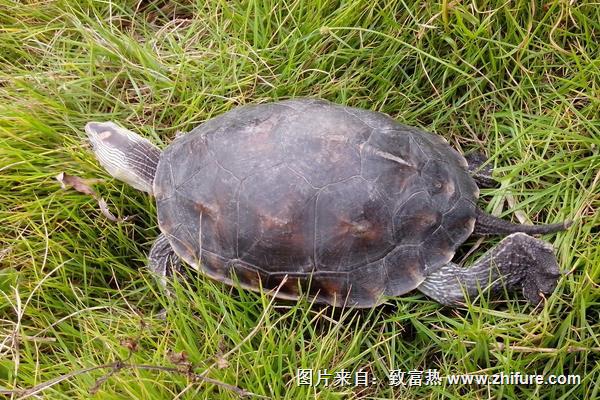 家庭飼養(yǎng)金錢龜