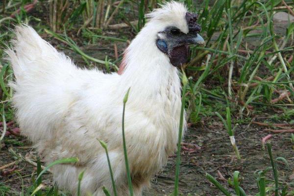 散養(yǎng)烏雞的飼料配方有哪些?散養(yǎng)烏雞技術