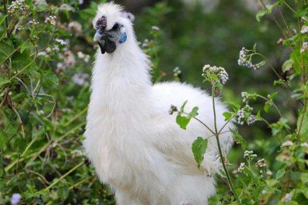 散養(yǎng)烏雞的飼料配方有哪些?散養(yǎng)烏雞技術