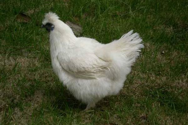 散養(yǎng)烏雞的飼料配方有哪些?散養(yǎng)烏雞技術