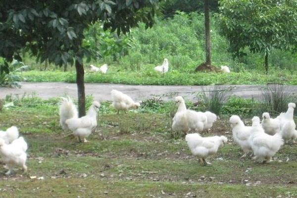 散養(yǎng)烏雞的飼料配方有哪些?散養(yǎng)烏雞技術