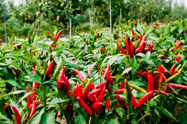 辣椒的功效與作用及禁忌