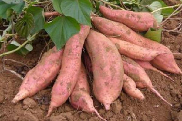 種紅薯薯秧上架產量升