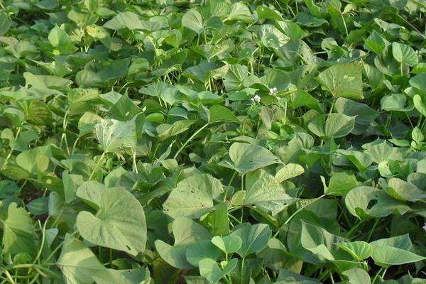 種紅薯薯秧上架產量升