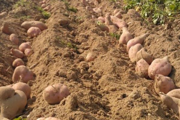 種紅薯薯秧上架產量升