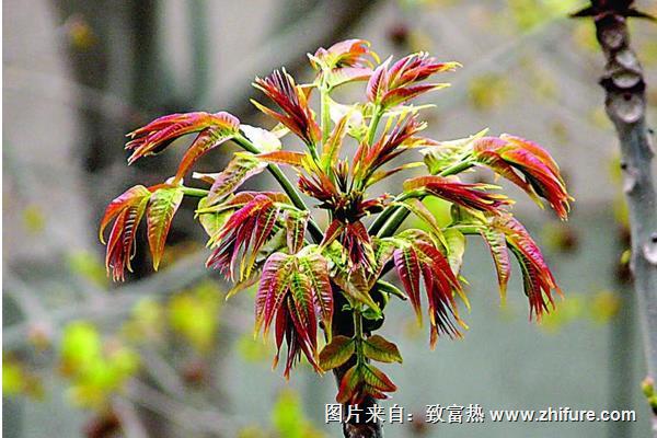 香椿芽一年四季都能生產嗎？