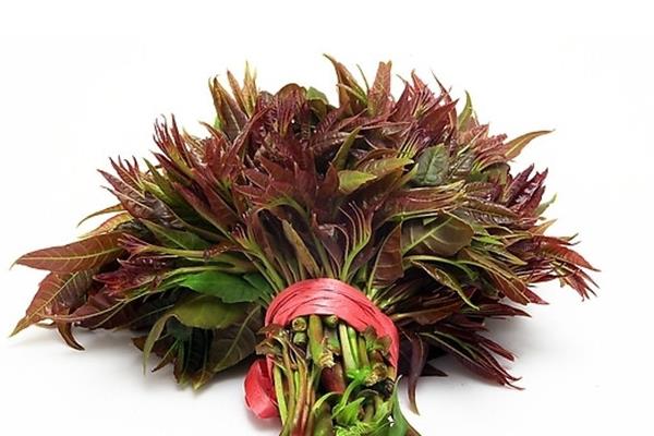 香椿芽一年四季都能生產嗎?