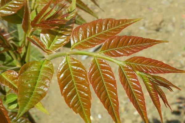 香椿芽一年四季都能生產嗎?