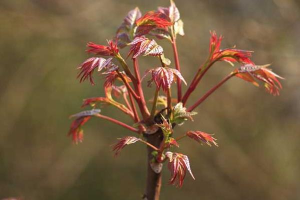 香椿芽一年四季都能生產嗎?