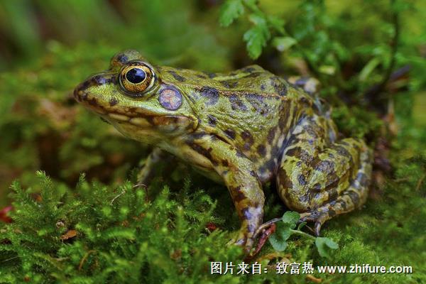 青蛙養殖許可證