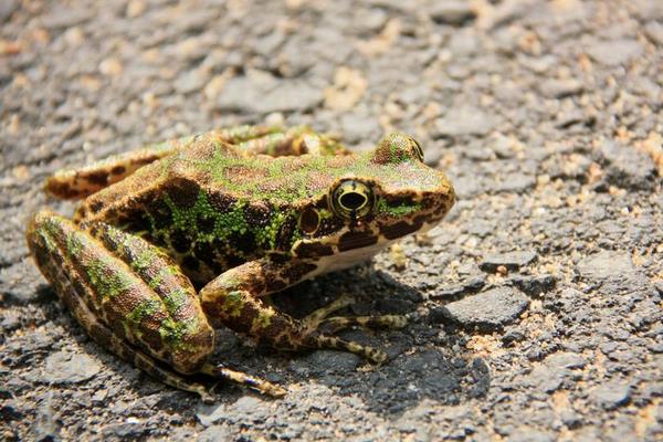 青蛙養殖許可證