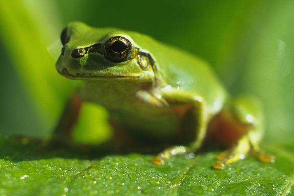 青蛙養殖許可證
