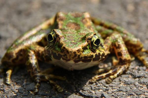 青蛙養殖許可證