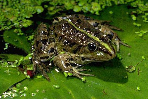青蛙養殖許可證