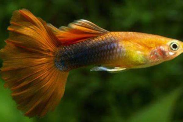 告訴你飼養(yǎng)孔雀魚水溫需注意