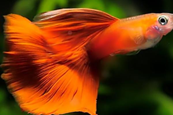 告訴你飼養(yǎng)孔雀魚水溫需注意