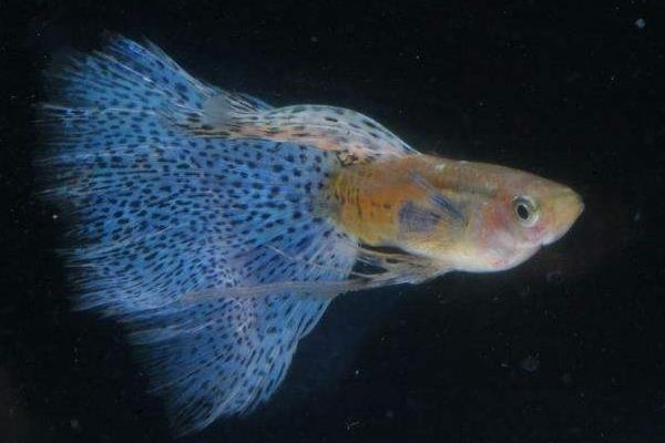 告訴你飼養(yǎng)孔雀魚水溫需注意