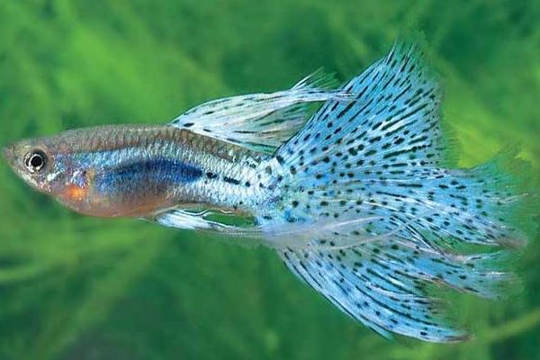 告訴你飼養(yǎng)孔雀魚水溫需注意