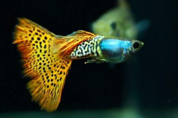 告訴你飼養(yǎng)孔雀魚水溫需注意