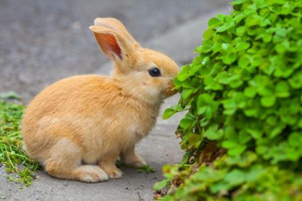在農村怎么養兔子