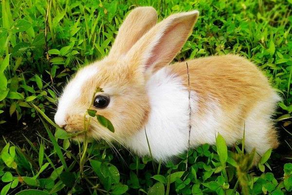 在農村怎么養兔子