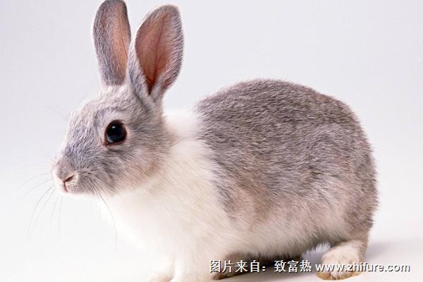 在農村怎么養兔子