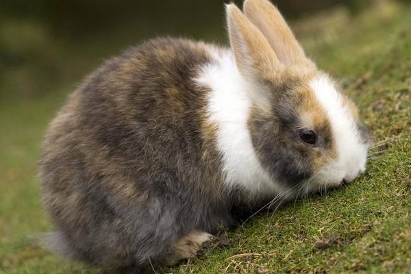 在農村怎么養兔子