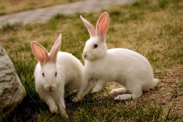 在農村怎么養兔子