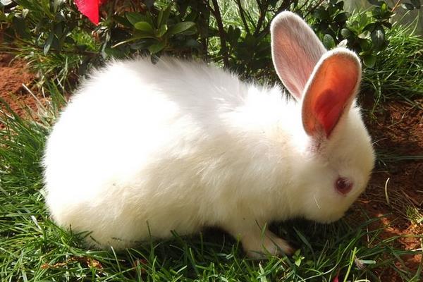 在農村怎么養兔子