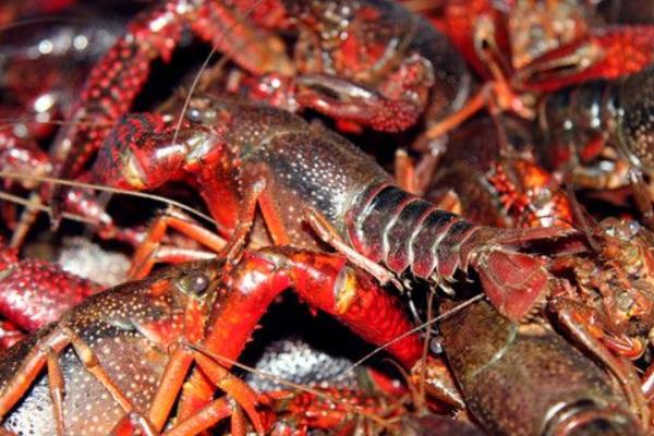 池塘人工養殖小龍蝦的主要準備工作