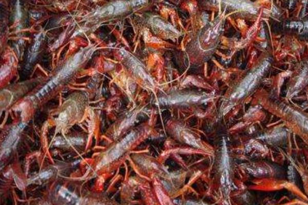 池塘人工養殖小龍蝦的主要準備工作