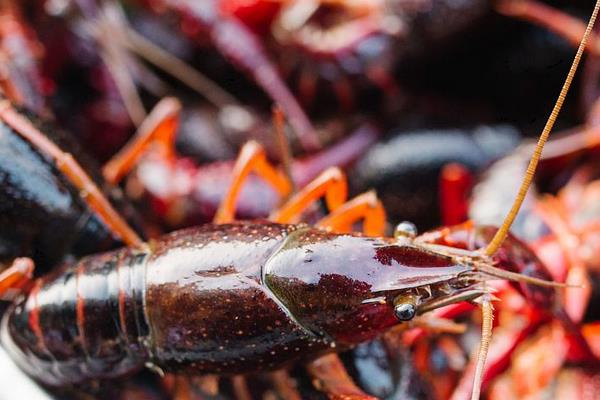 池塘人工養殖小龍蝦的主要準備工作