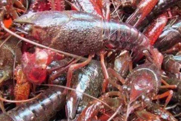 池塘人工養殖小龍蝦的主要準備工作