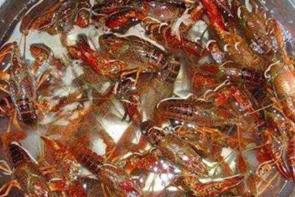 池塘人工養殖小龍蝦的主要準備工作