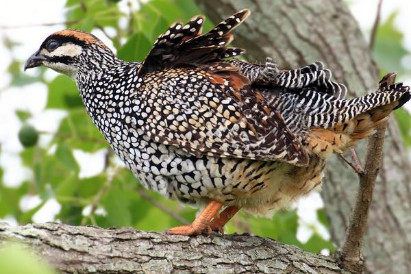 養50只鷓鴣能賺多少錢?養鷓鴣的成本和利潤