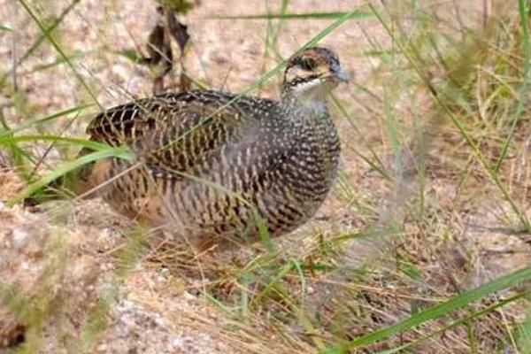 養50只鷓鴣能賺多少錢?養鷓鴣的成本和利潤