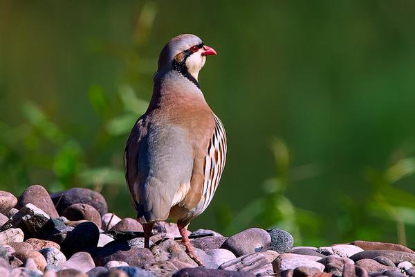 養50只鷓鴣能賺多少錢?養鷓鴣的成本和利潤