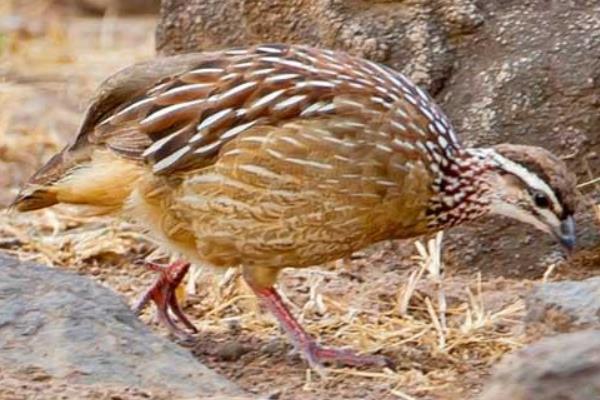 養50只鷓鴣能賺多少錢?養鷓鴣的成本和利潤