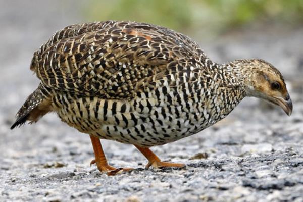 養50只鷓鴣能賺多少錢?養鷓鴣的成本和利潤