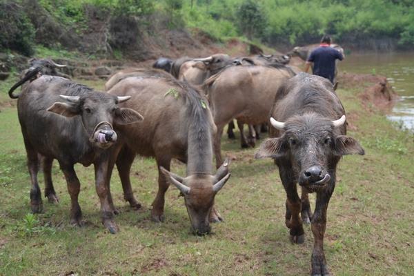 放棄留校任教回家養牛創業