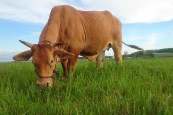 放棄留校任教回家養牛創業