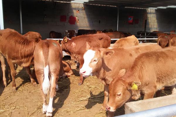 放棄留校任教回家養牛創業